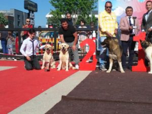 bursa cac labrador retriever