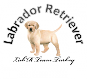 labrador-retriever