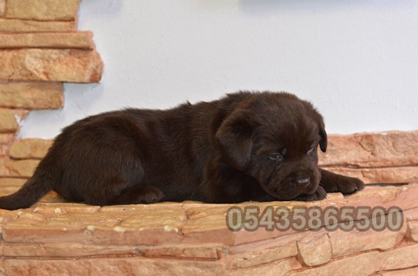 chocolate labrador