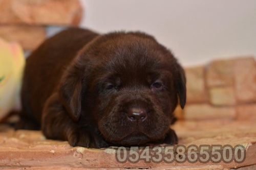 chocolate labrador