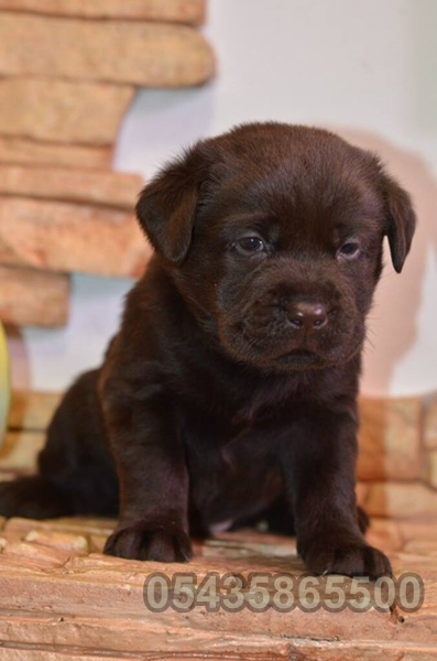 satılık chocolate labrador