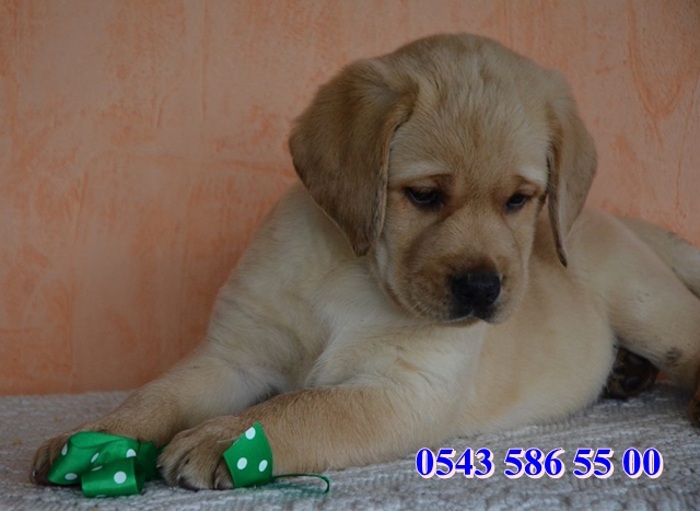 secereli labrador retriever