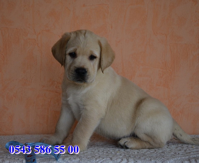 yavru labradorretriever