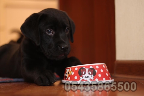 yavru siyah labrador retriever