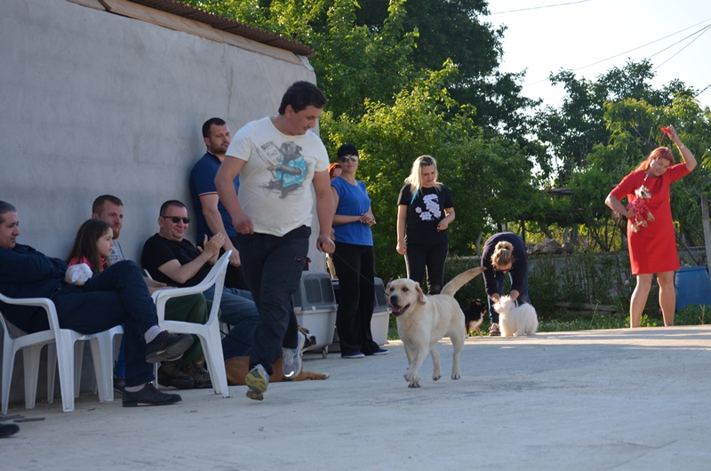 Secereli Labrador Retriever