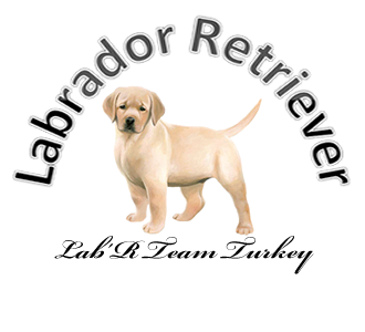 Labrador Retriever Turkey
