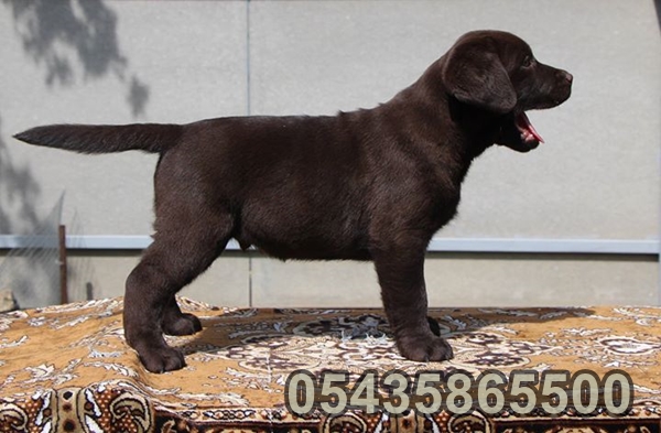 çikolata labrador retriever