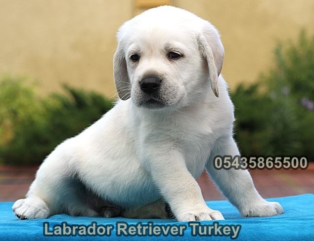 satılık beyaz labrador yavruları