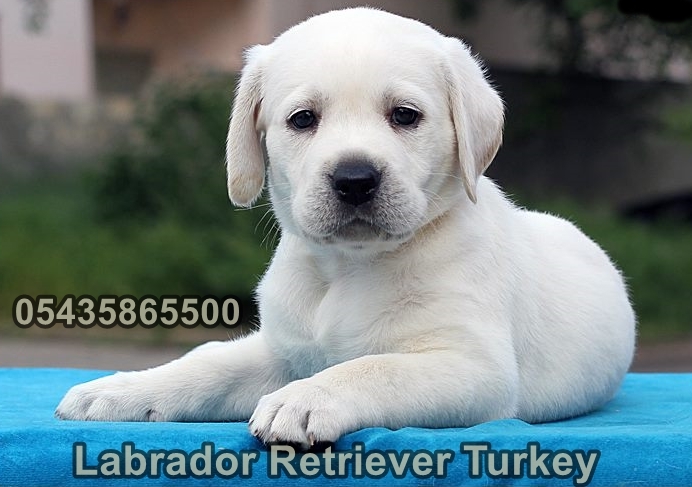 yavru beyaz labrador retriever