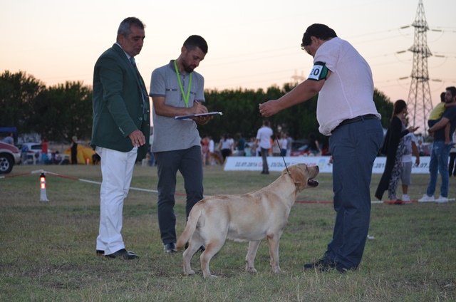 Amber Kingdom Guinea new Junior Ch Turkey