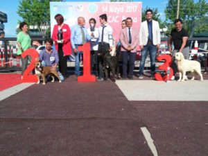 bursa cac labrador retriever