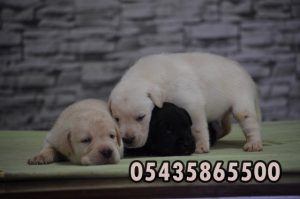 satılık labrador retriever yavruları