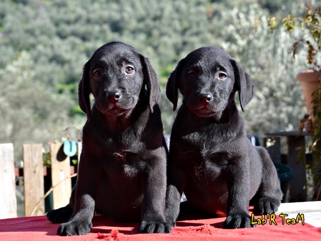 siyah labrador retriever