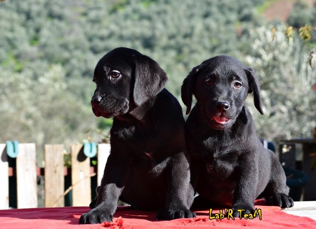 siyah labrador yavruları