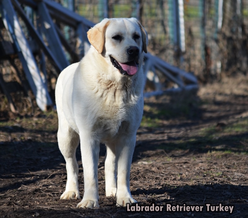 safkan labrador nasıl anlaşılır