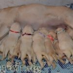 Labrador Retriever Turkey