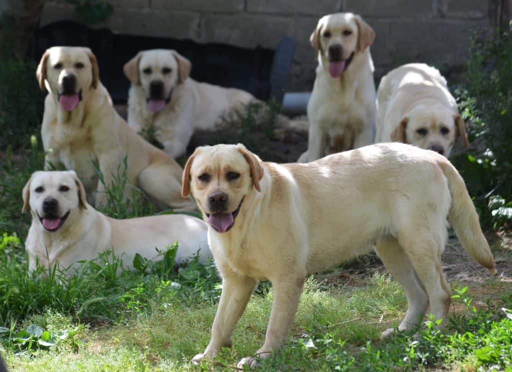 Türkiye'de koronavirüs hayvanseverleri Labrador ve Poodle cinsine yöneltti