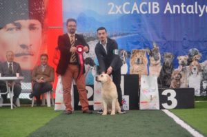 Antalya Cacib Köpek ırkları yarışması