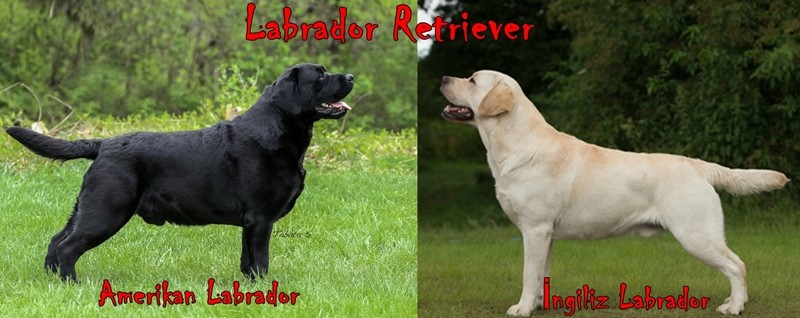 İngiliz Amerikan Labrador