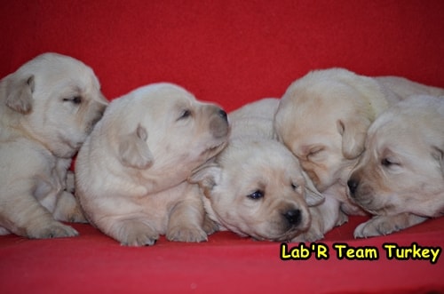 Lab'R team yavrularımız 