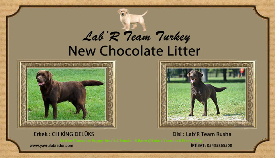 chocolate new litter