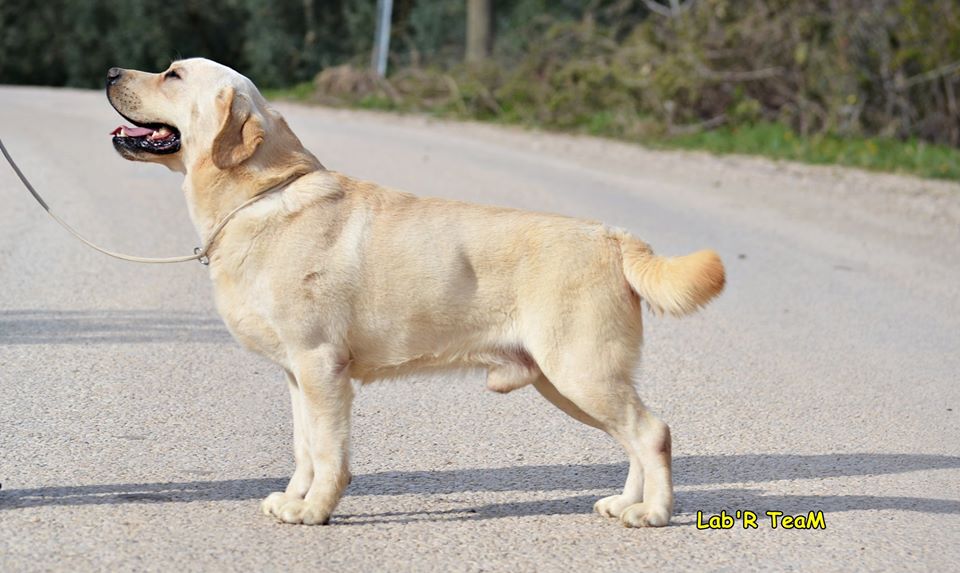 Royal Canin İle Beslemiş Labrador