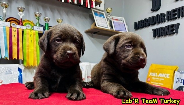 chocolate labrador