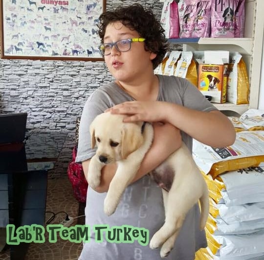 istanbul secereli labrador