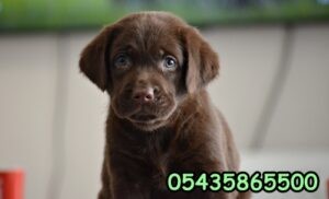 Kahverengi Labrador yavru