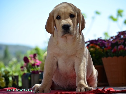 kıbrıs yavru labrador