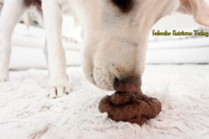 köpekler neden dışkı yer