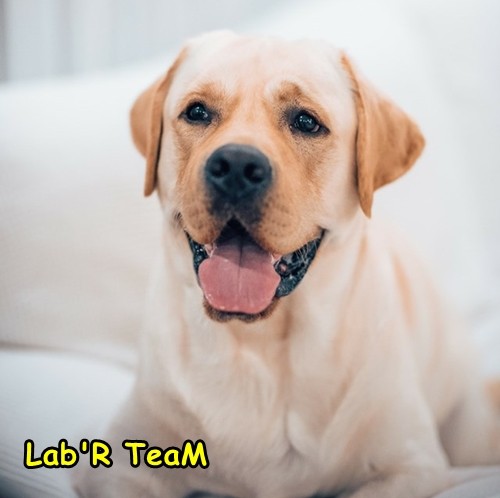 lab'R Team Bolt Dante