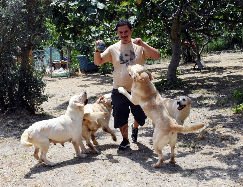 labrador retriever haber