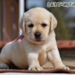 Labrador Retriever Turkey 31 days