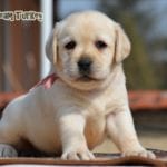 Labrador Retriever Turkey 31 days