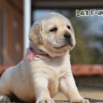 Labrador Retriever Turkey 31 days
