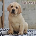 Labrador Retriever Turkey 70 days