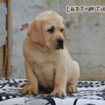 Labrador Retriever Turkey 70 days