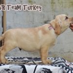 Labrador Retriever Turkey 70 days