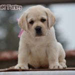 Labrador Retriever Turkey 47 days