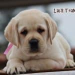 Labrador Retriever Turkey 47 days