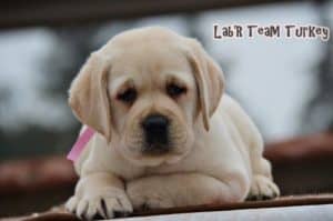 Labrador Retriever Turkey 47 days