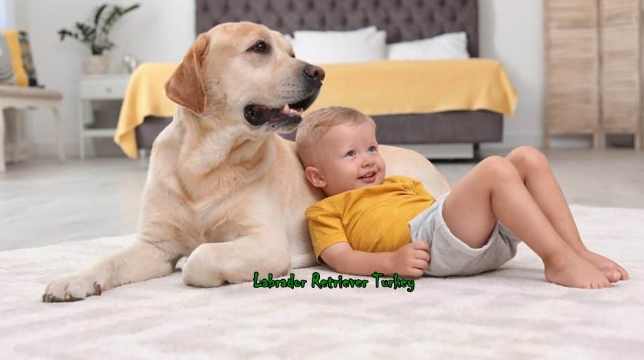 Labrador Retriever Saldırganlık