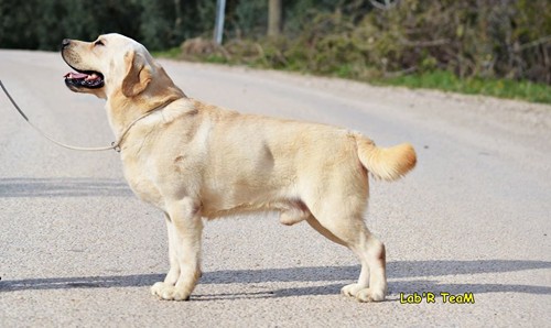 labrador retriever özellikleri