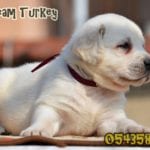 labrador retriever turkey