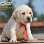 labrador retriever turkey