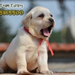 labrador retriever turkey