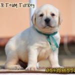 labrador retriever turkey