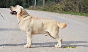 Labrador Köpek Irkı