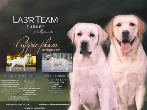 Lab'R Team Turkey 2017 Plan